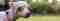 frontend-dog-slider-7.jpg