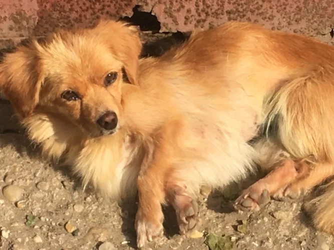 Lola – Sunshine in Fur Lola – Sunshine in Fur