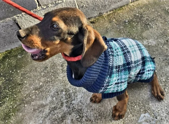 Toby – The Gentle Guardian Toby – The Gentle Guardian