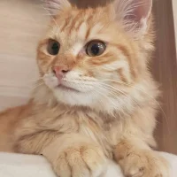 Nutmeg and the Mischief Hidden in Her Eyes Nutmeg and the Mischief Hidden in Her Eyes