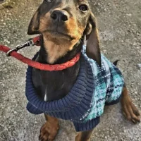 Toby – The Gentle Guardian Toby – The Gentle Guardian