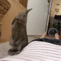 Willow's Graceful Bends Willow's Graceful Bends