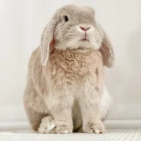 Thumper's Gentle Rhythm Thumper's Gentle Rhythm