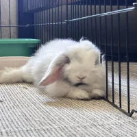 Dust Bunny's Joyful Leaps Dust Bunny's Joyful Leaps