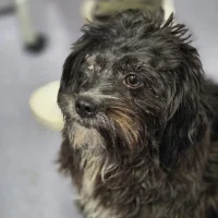 Molly – Brave Little Heart Molly – Brave Little Heart