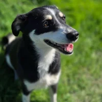 Our Loyal Shadow, Max Our Loyal Shadow, Max