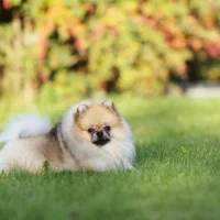 Buster – The Happy Accident Buster – The Happy Accident